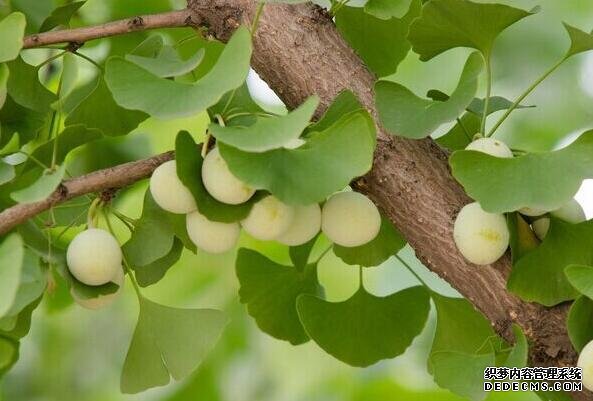 摩登3娱乐,摩登3代理