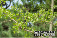 <b>摩登3APP登录地址银杏树在高温季节如何种植</b>