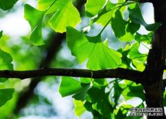<b>摩登3平台注册银杏树生长适应什么样环境</b>