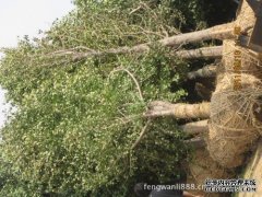 <b>摩登3平台银杏树日常管理与移栽</b>