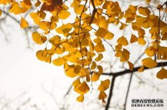 <b>摩登3在线注册银杏美容</b>