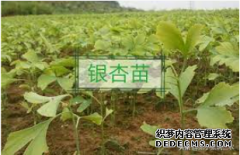 <b>摩登3平台代理银杏种植技术及管理到位以提高成</b>