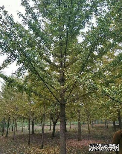 摩登3代理收益,摩登3招商总代理