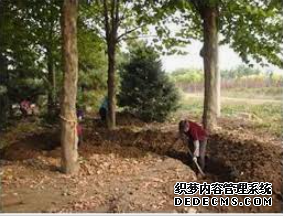 摩登3代理收益,摩登3招商总代理