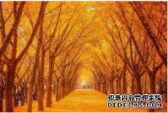 <b>摩登3在线注册那条长满银杏树的路</b>