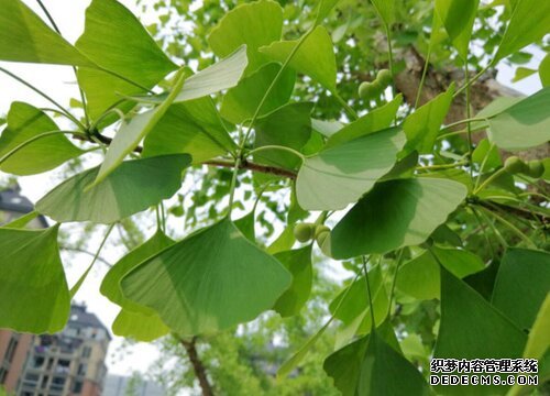 摩登3平台开户,摩登3招商总代理