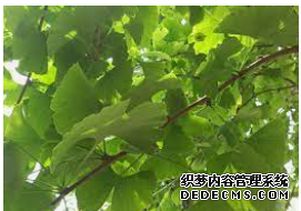 摩登3平台开户,摩登3招商总代理