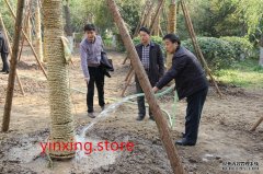 <b>摩登3平台登录银杏树的浇灌技巧</b>