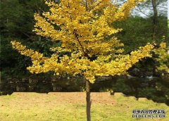 <b>摩登3平台登录处于生长期的银杏树最有效管理方</b>