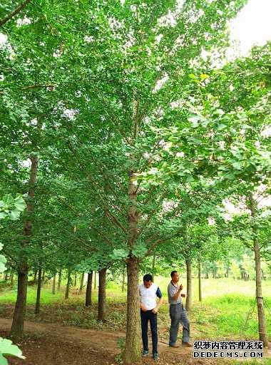 摩登3招商待遇,摩登3平台登录链接