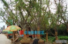 <b>摩登3网页登录银杏树适宜生长的土壤</b>