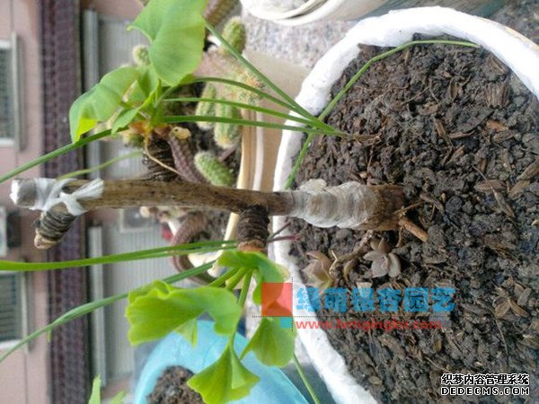 摩登3招商主管