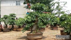 <b>摩登3网页登录移栽银杏树土球按钮挖多大合适?</b>