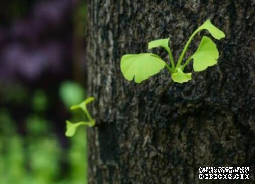 摩登3招商总代理,摩登3招商主管