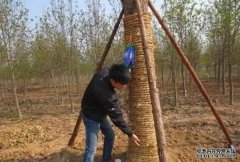 <b>杏鑫注册银杏树栽植忌深栽要浇水</b>