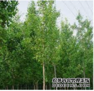 <b>摩登3平台登录地址银杏树在国外的种植状况</b>