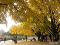 <b>摩登3网页登录古银杏树为何需要管理与维护</b>