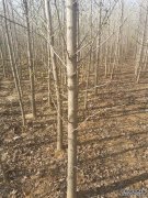 <b>摩登3平台登录种植银杏树需要注意什么？</b>