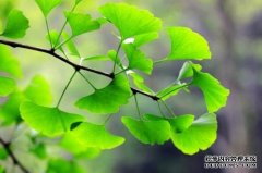 <b>摩登3平台登录银杏树叶子是什么颜色像什么形状</b>