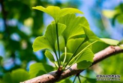 <b>摩登3娱乐智能展场风中银杏树叶子像什么?</b>