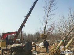 <b>摩登3平台登录胸径25公分银杏树多少钱一棵?</b>