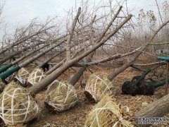 <b>摩登3娱乐智能展场20公分嫁接银杏树是什么价格</b>