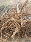 <b>摩登3平台登录银杏树种植对土壤的要求有哪些?</b>