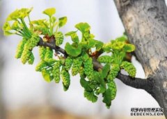 <b>摩登3平台代理种植银杏树的方法有几种？</b>