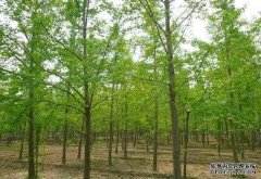 <b>摩登3平台登录一棵银杏树能卖多少钱？</b>