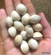 <b>摩登3平台登录银杏树果子吃了有什么好处？</b>