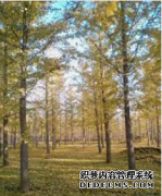 <b>摩登3网页登录15公分银杏苗木价格-银杏苗-老兵银</b>