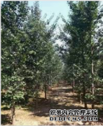 <b>摩登3平台官网70公分实生银杏树价格-老兵银杏</b>