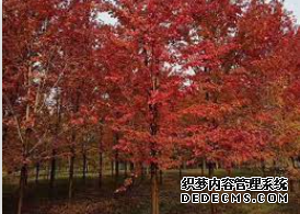 摩登3官网注册,摩登3平台登录