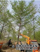 <b>摩登3注册登录泰安银杏树价格-51公分银杏树价格</b>