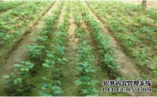 摩登3开发,摩登3娱乐官网