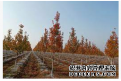 <b>摩登3注册登录十月光辉红枫价格表-老兵银杏(在</b>