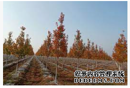 摩登3开发,摩登3娱乐官网