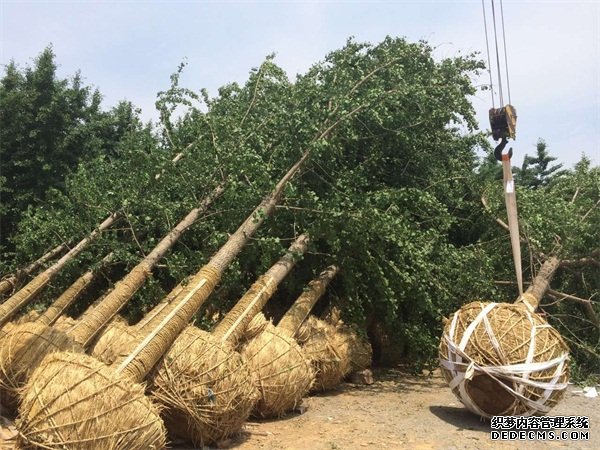 摩登3叉车代理,怎么代理摩登3